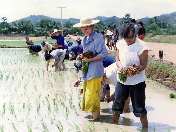 Teresa Rice Planting in Kanchanaburi with PC 1986